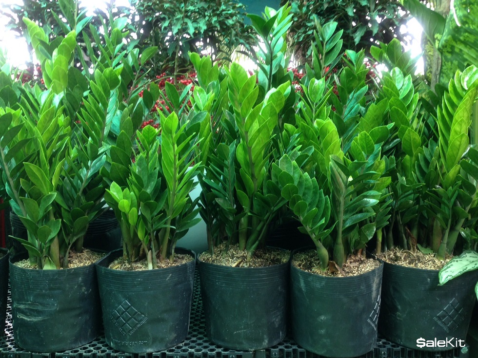 c&oacute; 500 triệu n&ecirc;n kinh doanh g&igrave; ở n&ocirc;ng th&ocirc;n