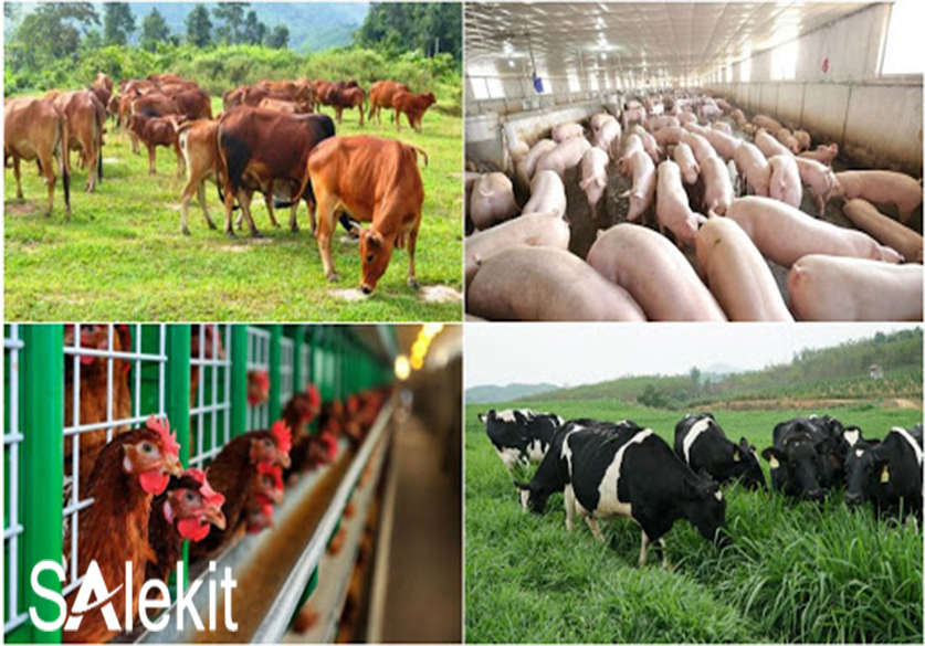 bi quyet lam giau tu chan nuoi