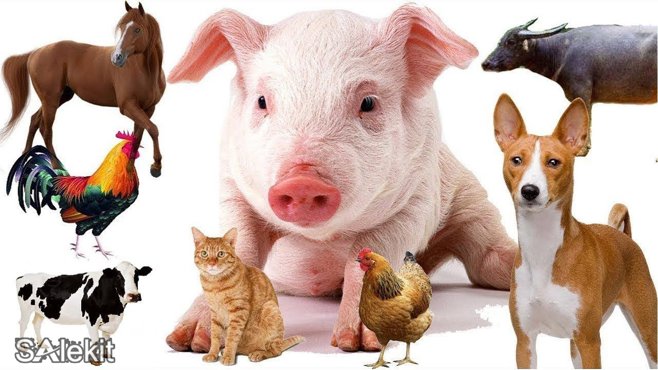 bi quyet lam giau tu chan nuoi