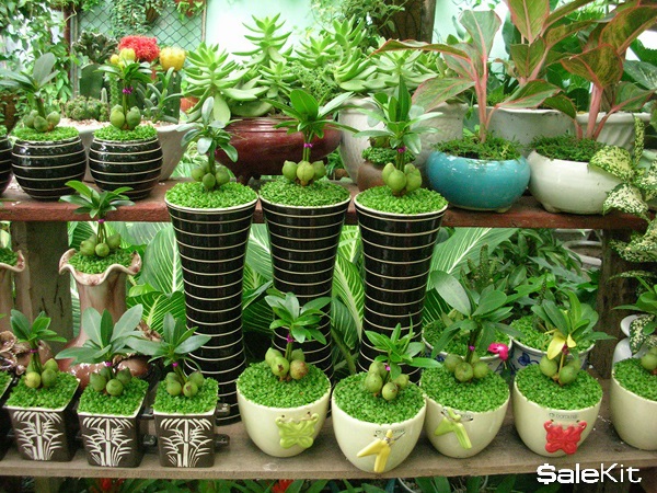 kinh doanh gì nhanh giàu