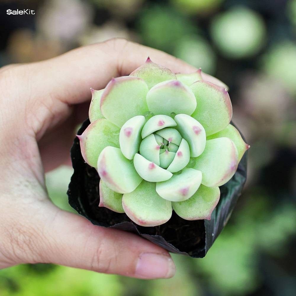 kinh doanh c&acirc;y cảnh mini online