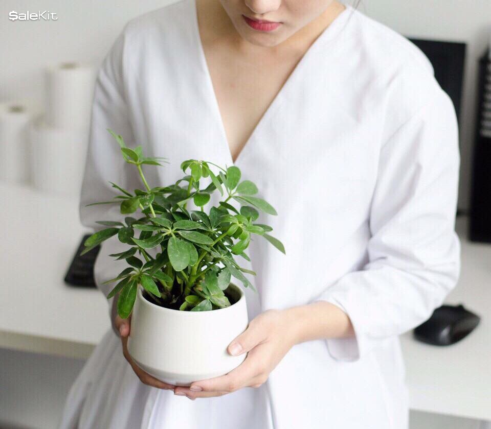 kinh nghiệm kinh doanh c&acirc;y cảnh mini