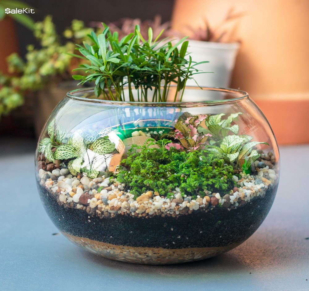 kinh doanh c&acirc;y cảnh mini