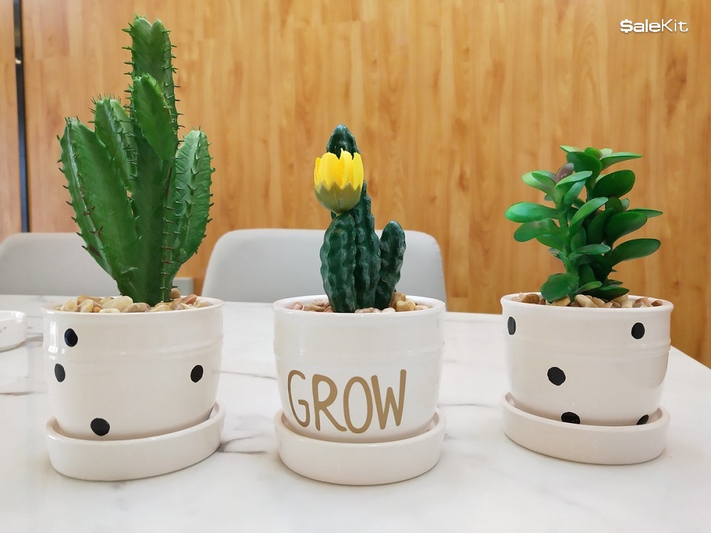 kinh doanh c&acirc;y cảnh mini