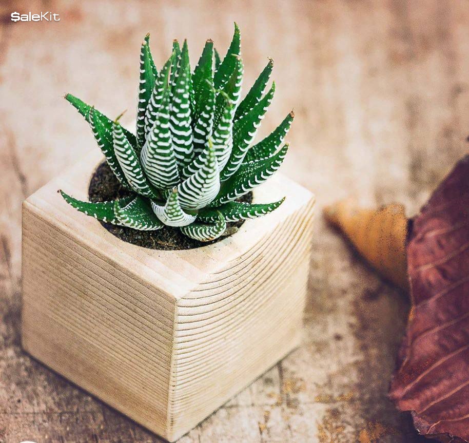 kinh doanh c&acirc;y cảnh mini tại cửa h&agrave;ng