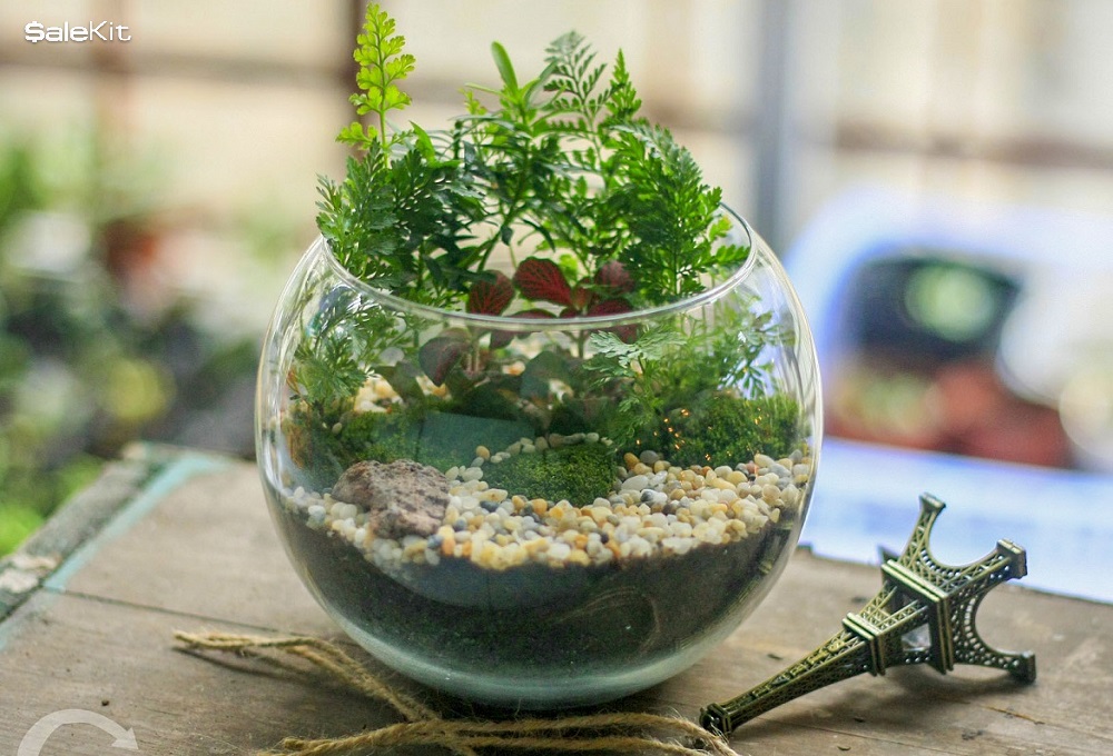 kinh doanh c&acirc;y cảnh mini