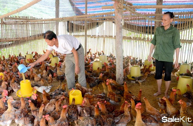 Kinh doanh tai n&ocirc;ng th&ocirc;n