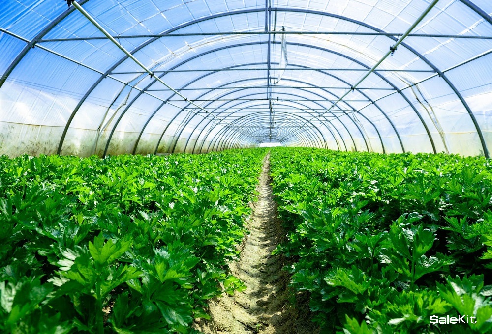 Kinh doanh thực phẩm sạch