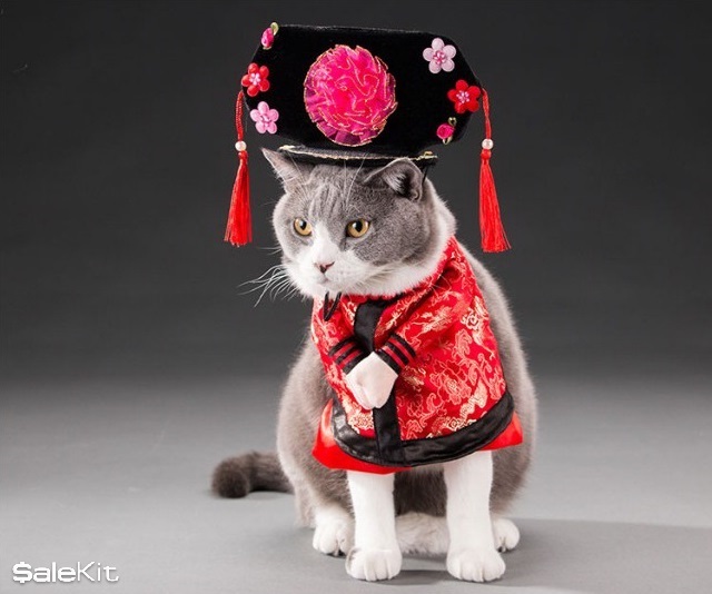 kế hoạch mở cửa h&agrave;ng chăm s&oacute;c th&uacute; cưng