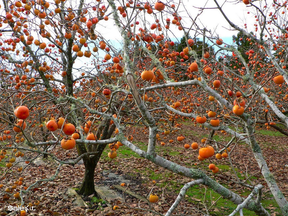 nguồn h&agrave;ng hoa quả sạch