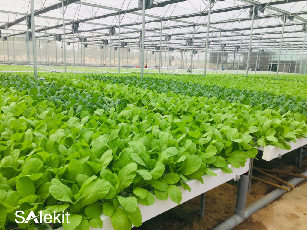 trong gi nhanh giau trong rau sach